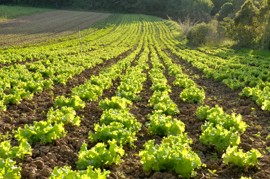 Agrobusiness-(Maraîchage-Elevage) - MODULAIRE - DEFITECH